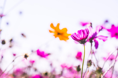 Beautiful cosmos flowers, Thailand.の写真素材