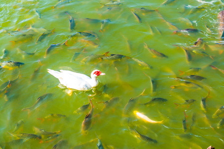 White duck on water with group of fish, Thailand.の写真素材