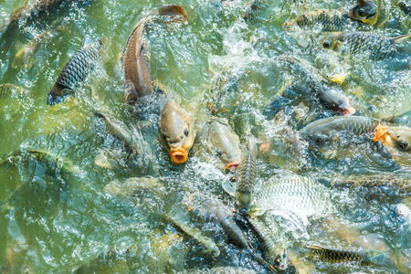 Group of fish in lake, Thailand.の写真素材