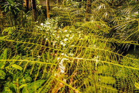 Green leaves in forest, Thailand