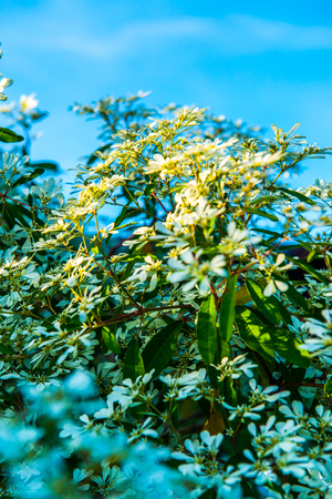 Little white flowers with blue sky, Thailand.の写真素材