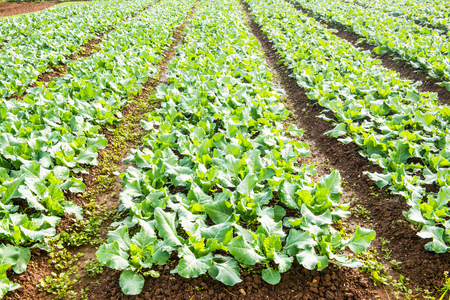 Green Chinese kale in vegetable garden, Thailand.の写真素材