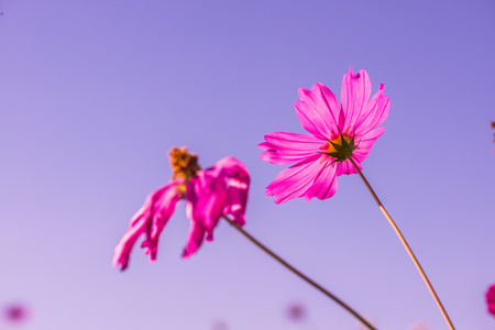 Beautiful cosmos flowers, Thailand.の写真素材