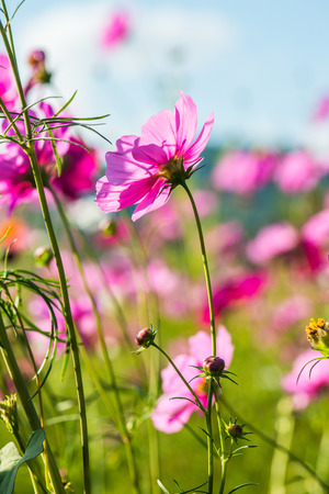 Beautiful cosmos flowers, Thailand.の写真素材