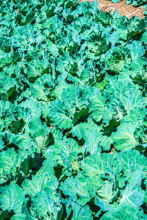 Agriculture on mountain at Chiangrai province, Thailand.の写真素材