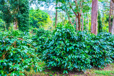 Coffee plantation on mountain, Thailand.の写真素材