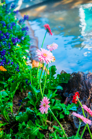 Gerbera flowers with drop in garden, Thailand.の写真素材