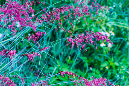 Grass flower in nature, Thailand.の写真素材
