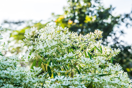 Little white flowers with green background, Thailand.の写真素材