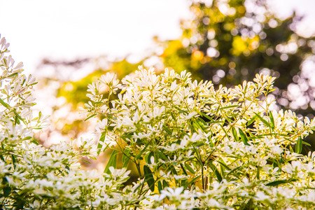 Little white flowers with green background, Thailand.の写真素材