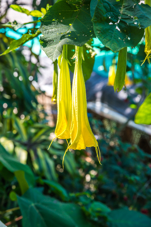 Datura flowers on tree, Thailand.の写真素材