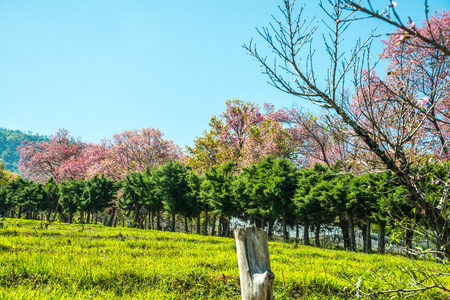 Cherry blossom trees with blue sky, Thailand.の写真素材