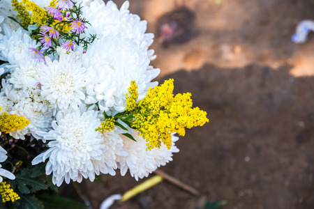 Closeup of fresh flowers, Thailand.の写真素材