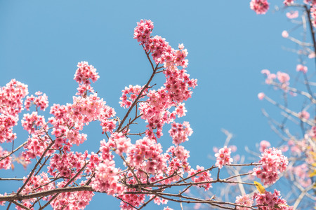Close Up of Cherry Blossom Flowers, Thailand.の写真素材