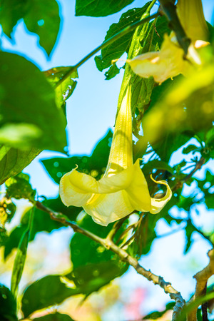 Datura flowers on tree, Thailand.の写真素材