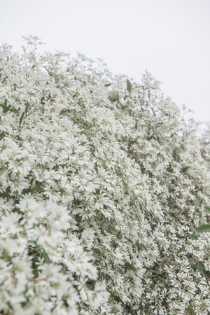 Little white flowers with mist, Thailand.の写真素材