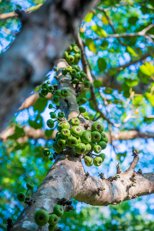 Green fruits on tree in forest, Thailand.の写真素材