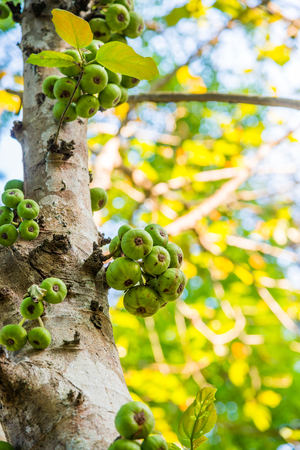 Green fruits on tree in forest, Thailand.