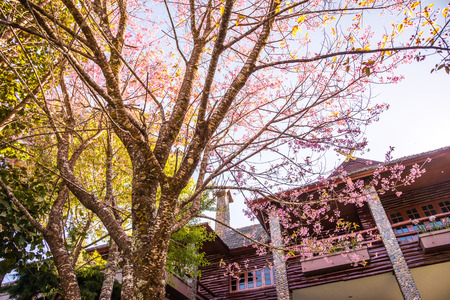 Doi Pha Tang palace with cherry blossom tree, Thailand.のeditorial素材