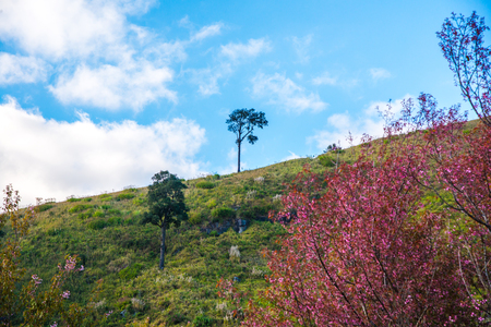 Mountain view of Doi Pha Tang at Chiangrai province, Thailand.の写真素材