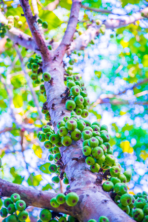 Green fruits on tree in forest, Thailand.
