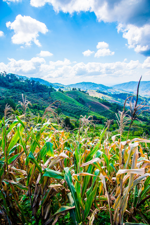 Mountain view with corn plant at Chiangrai province, Thailand.の写真素材