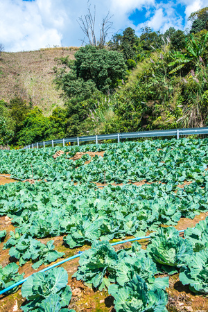 Agriculture on mountain at Chiangrai province, Thailand.の写真素材