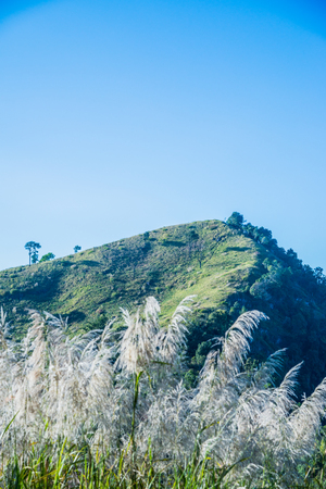 Mountain view of Doi Pha Tang at Chiangrai province, Thailand.の写真素材