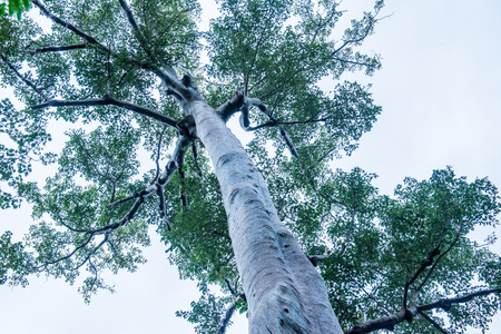 Big tree in Phu Sang national park, Thailand.の写真素材