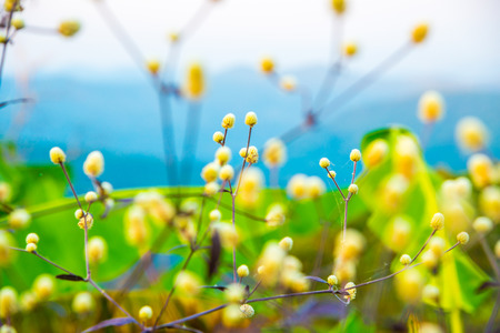 Little white flowers, Thailand.の写真素材