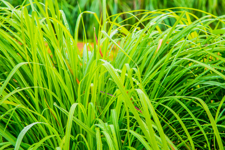 Background of Vetiver Grass, Thailand.の写真素材