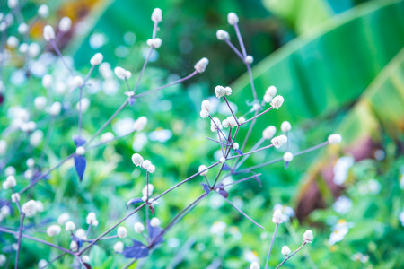 Little white flowers, Thailand.の写真素材