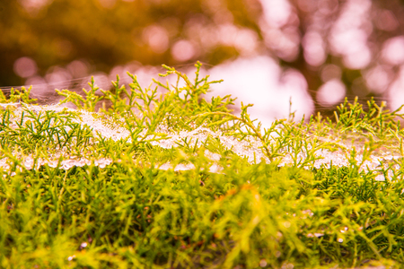 Morning cobweb with dew, Thailand.の写真素材