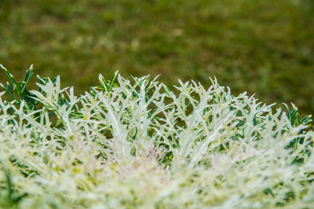 Ornamental cabbages in park, Thailand.の写真素材