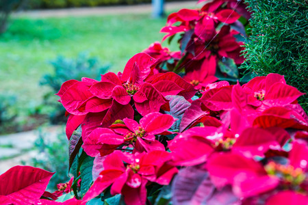 Red poinesettia plant in winter, Thailand.の写真素材