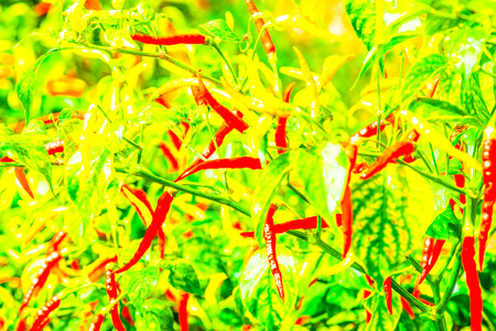 Fresh chili on plant, Thailandの写真素材