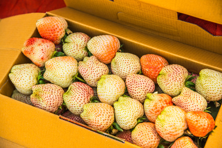 Young strawberries in paper box, Thailand.の写真素材