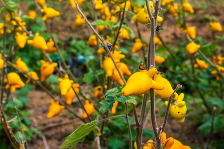 Titty or nipple fruit on plant, Thailand.の写真素材