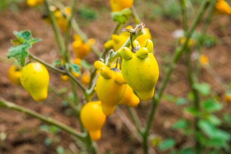 Titty or nipple fruit on plant, Thailand.の写真素材