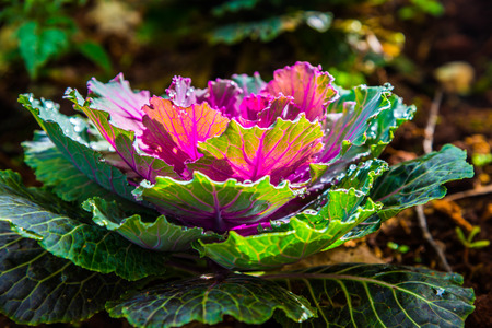 Ornamental cabbages in park, Thailand.の写真素材