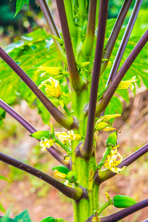 Papaya flowers on the tree, Thailand.の写真素材