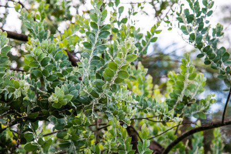 Leaf of Queenland Silver Wattle Plant, Thailand.