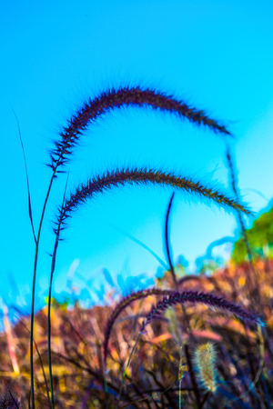 Grass flowers with blue sky in nature, Thailand.の写真素材