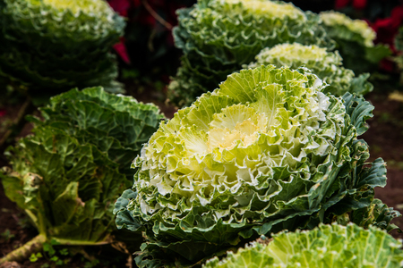 Ornamental cabbages in park, Thailand.の写真素材
