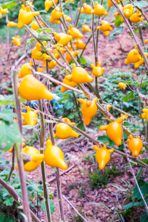 Titty or nipple fruit on plant, Thailand.の写真素材