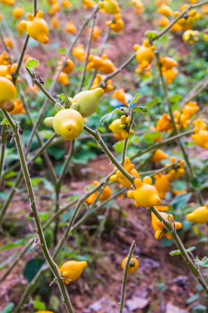 Titty or nipple fruit on plant, Thailand.の写真素材
