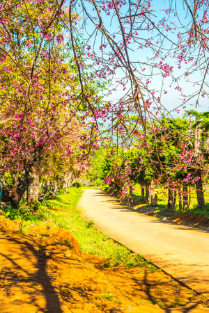 Cherry blossom park at Chiangmai province, Thailand.の写真素材