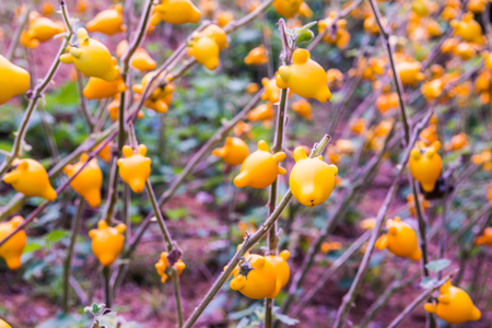 Titty or nipple fruit on plant, Thailand.