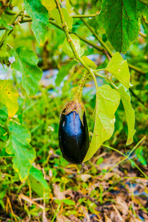 Eggplant fruit on tree, Thailand.の写真素材