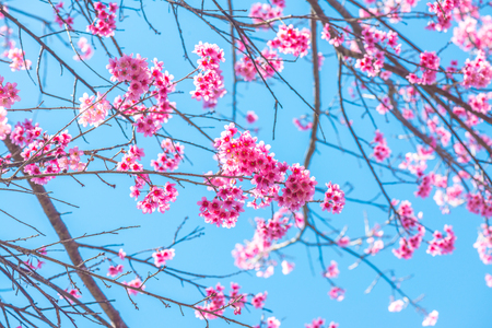 Close Up of Cherry Blossom Flowers, Thailand.の写真素材